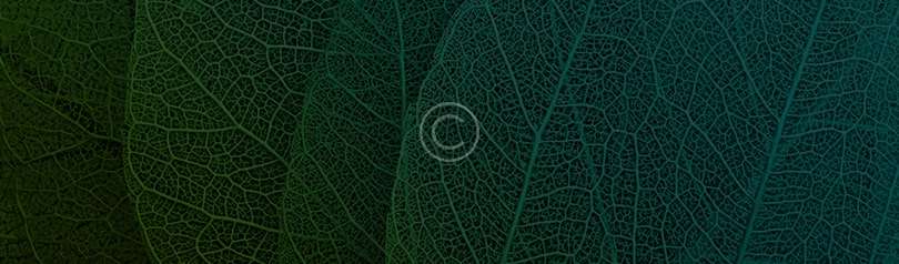 The Meaning of Words and Actions